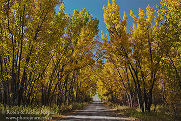 Cottonwoods, Saskatchewan