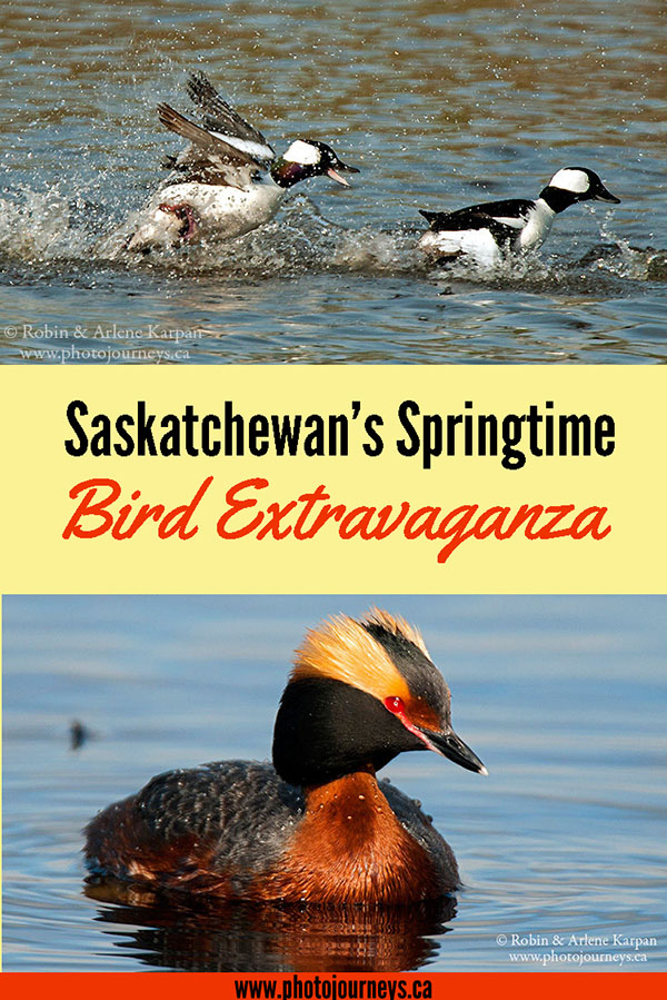 Spring Bird Extravaganza in Saskatchewan on Photojourneys.ca