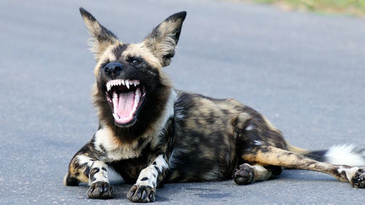wild dog