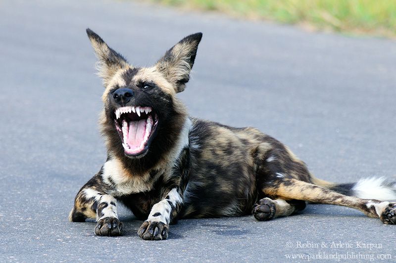 wild dog