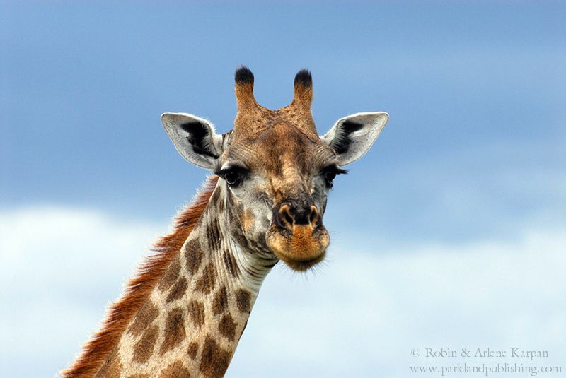 Giraffe