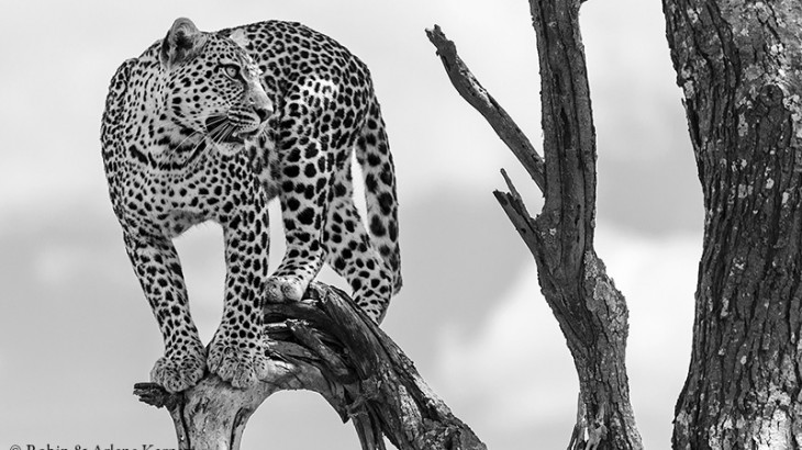 Leopard, Serengeti National Park, Tanzania.