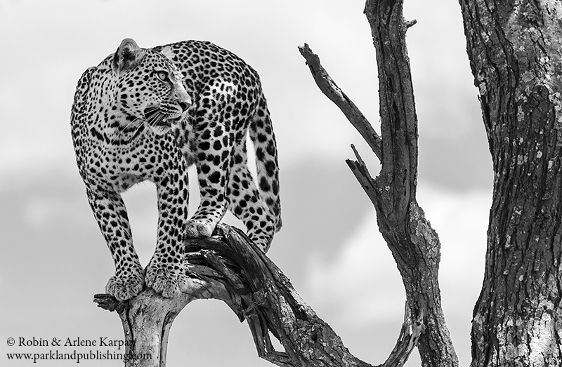 Leopard, Serengeti National Park, Tanzania.