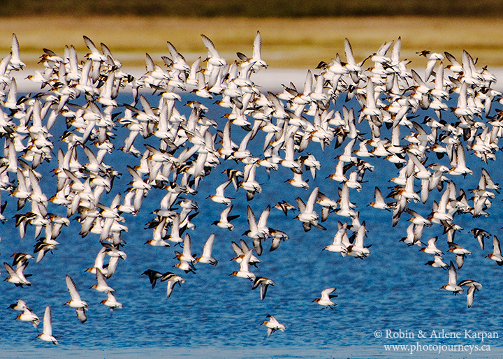 Sanderlings, Chaplin, Saskatchewan