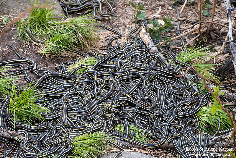 garter snakes, Fort Livingstone