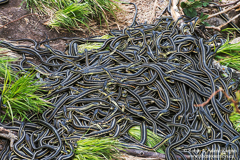 garter snakes, Fort Livingstone