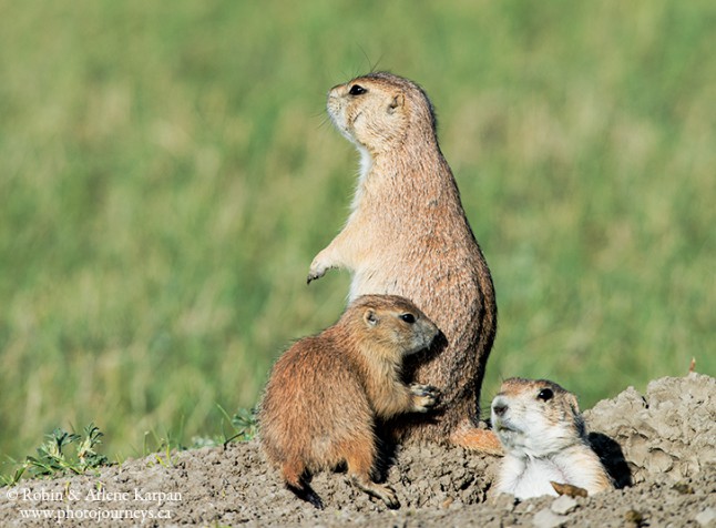 black-tailed prairie dogs, Grasslands National Park, SK