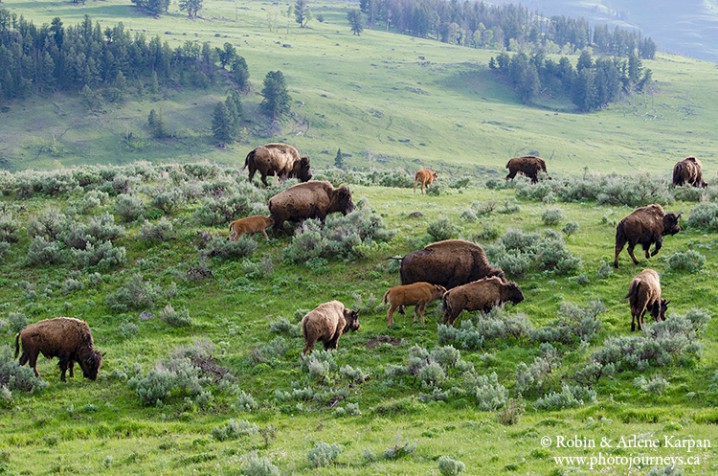 bison, Yellowstone National Park