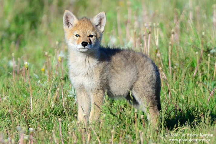 Predator Pups - Photographing Playful Coyotes - Photo Journeys