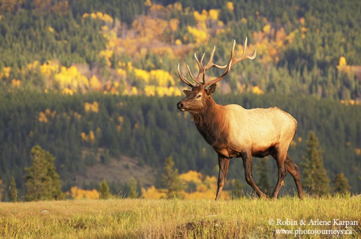 Elk, Jasper, Canada