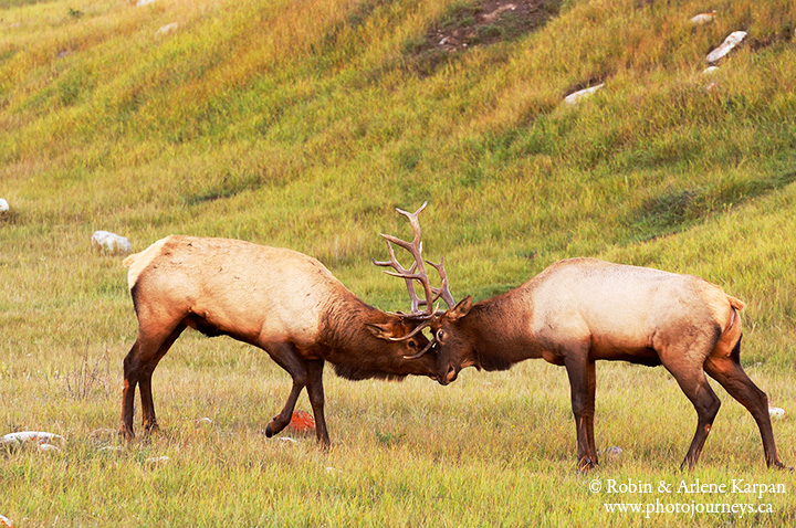 Elk, Jasper, Canada