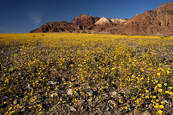 Death Valley wildflowers