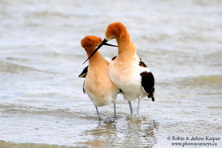 american avocets