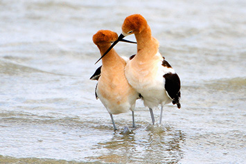 american avocets mating display, Saskatchewan