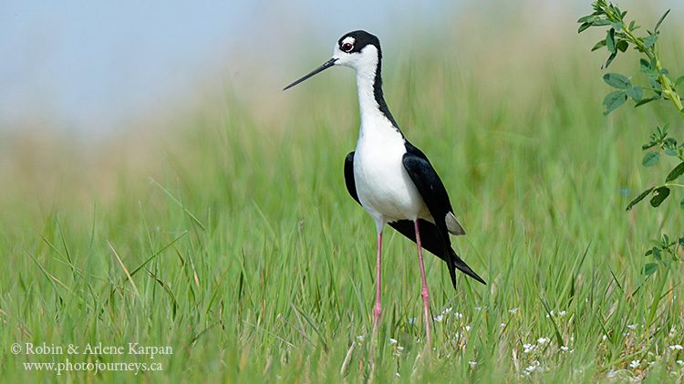 Black-necked stilt.