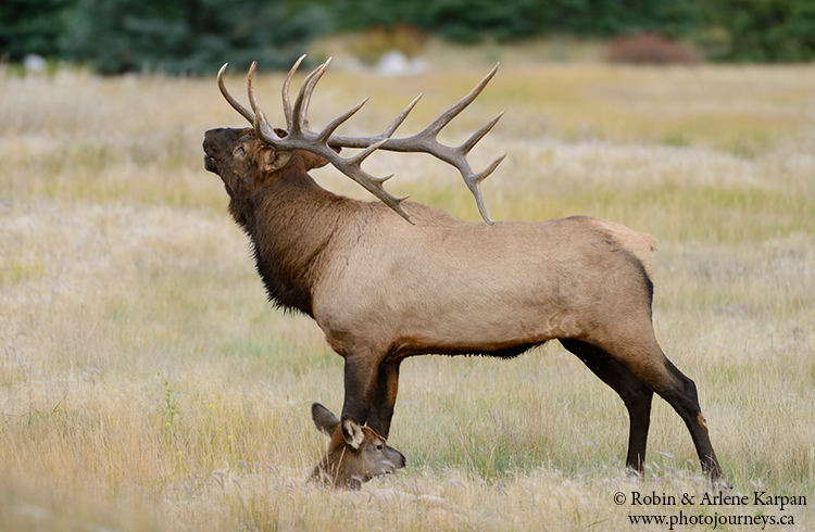 Bull elk