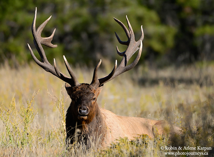 Bull elk