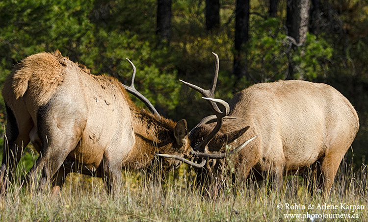 Bull elk