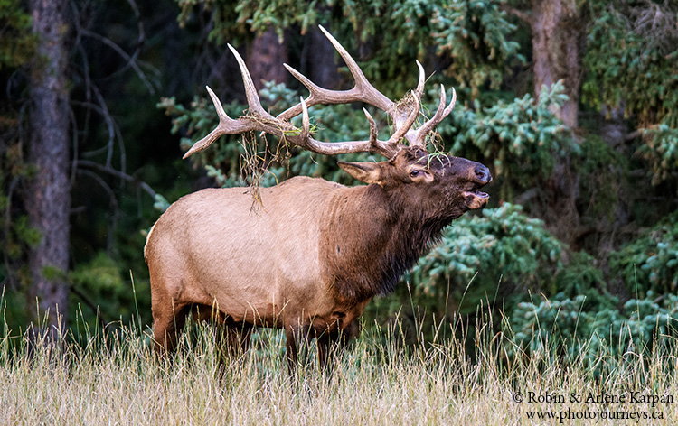 Bull elk