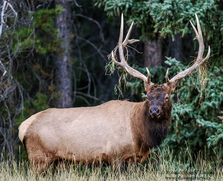 Bull elk