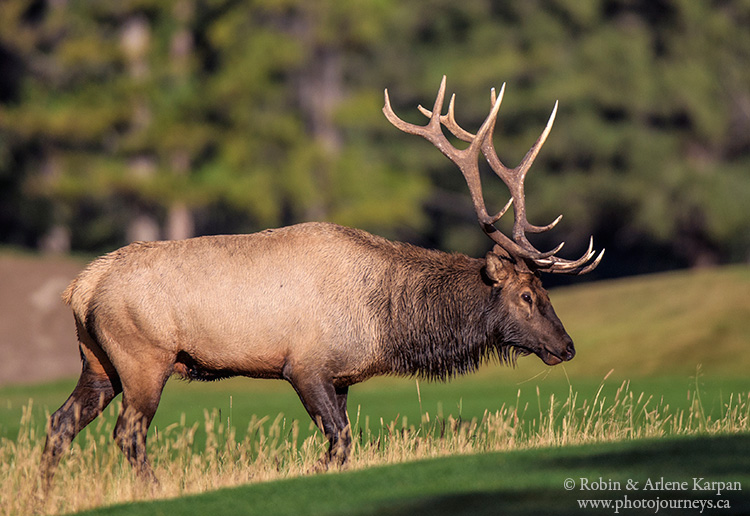 Bull elk