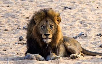 Lion, Kruger, wildlife