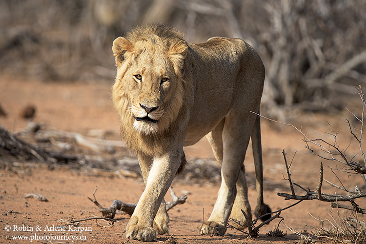 Tour Kruger Lion Expedition With The Little Lionman Steve, 49% OFF