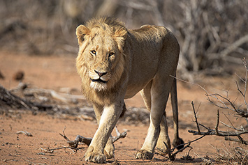 Kruger National Park