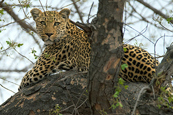 Leopard, Kruger National Park