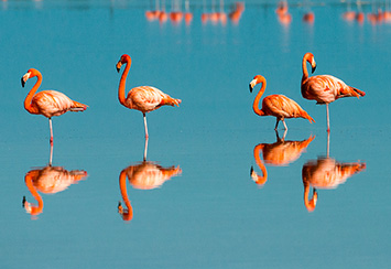 Flamingos