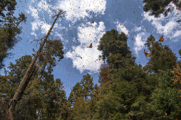 Monarch Butterflies at El Rosario, Monarch Butterfly Biosphere Reserve, Mexico.