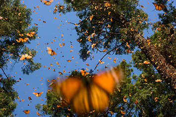 Monarch butterflies