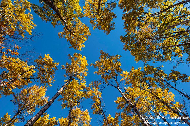 Trembling aspen trees, Thickwood Hills