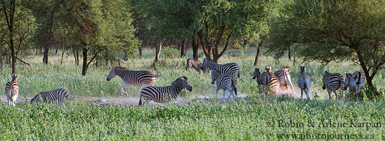 Zebras, Marakele National Park, South Africa