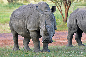 Rhino, Marakele National Park, South Africa