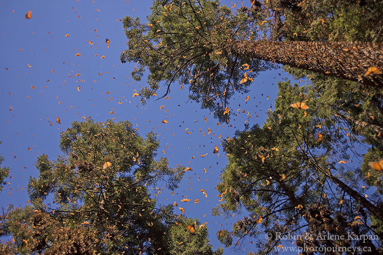 Monarch butterflies, Mexico