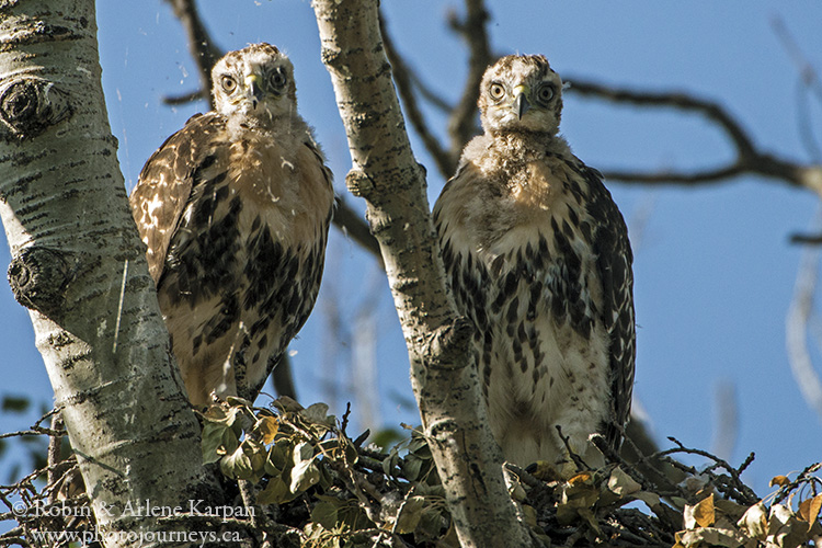 Red-tailed hawk, Saskatchewan