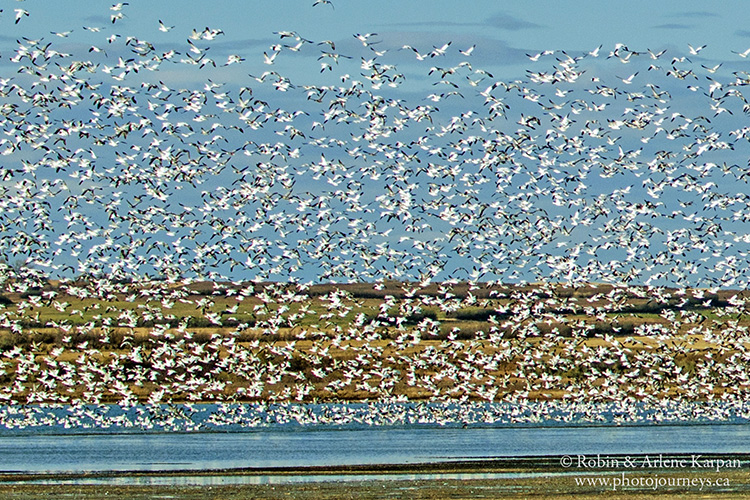 Waterfowl liftoff, Luck Lake, Saskatchewan