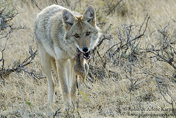 coyote, Saskatchewan