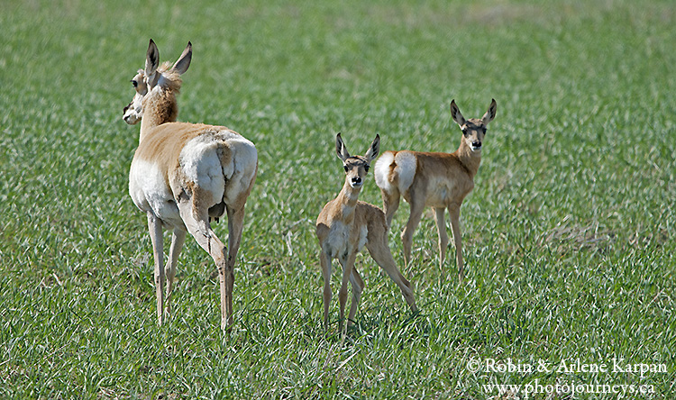 Pronghorn doe and fawns