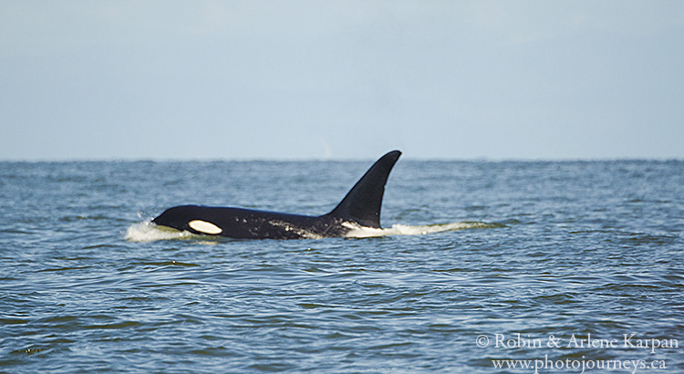 Killer whale near Victoria, BC