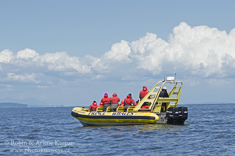 Whale watching, Victoria, BC