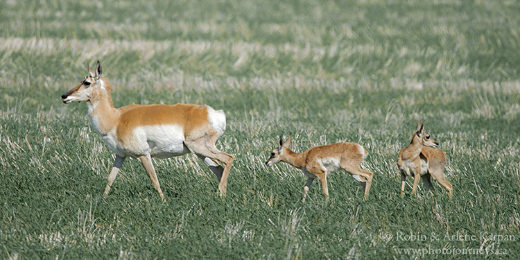 Pronghorn doe and fawns