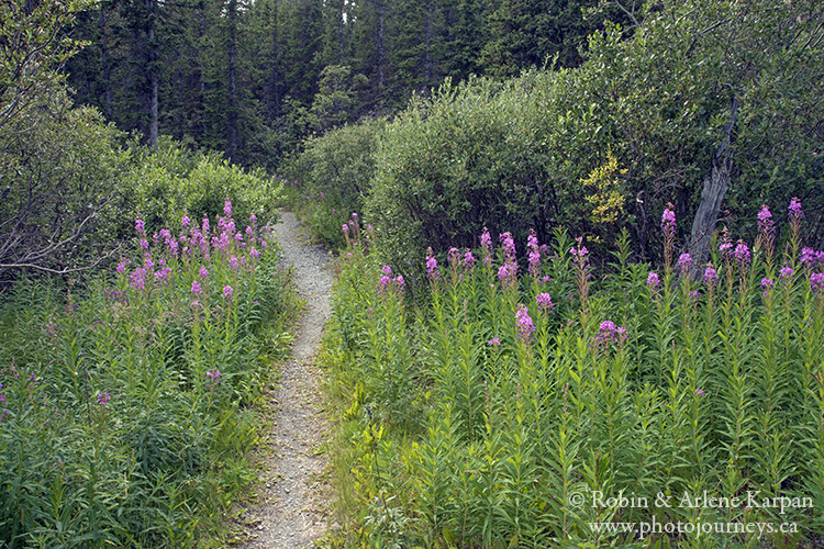 hiking trail, Kluane National Park, Yukon