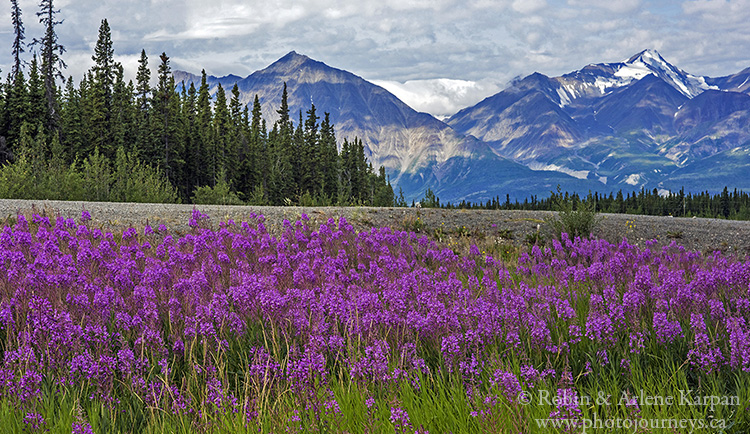 Fireweed, Yukon