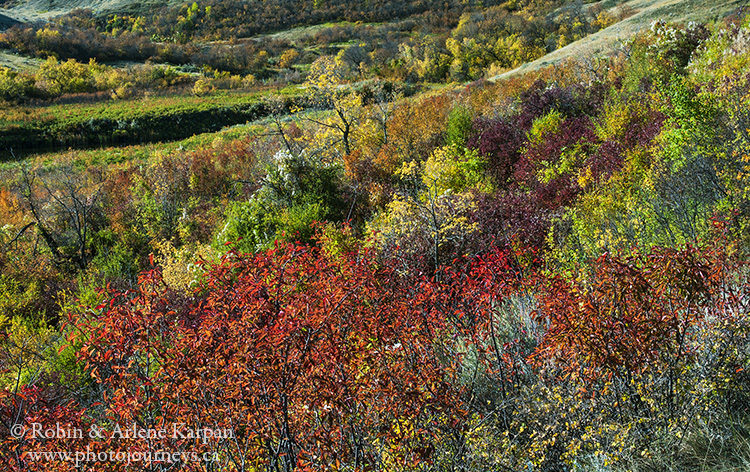 Fall colours, Saskatchewan Landing Provincial Park, Saskatchewan.