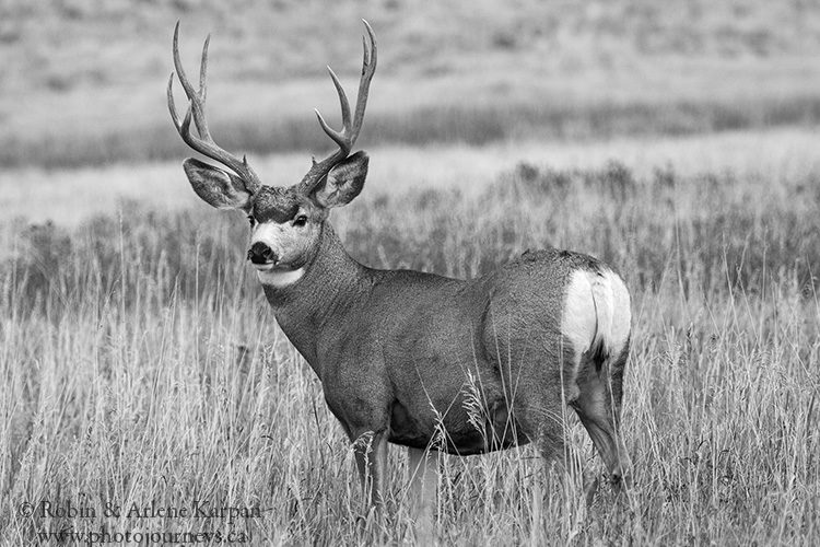 White-tailed deer buck, Grasslands National Park, Saskatchewan.
