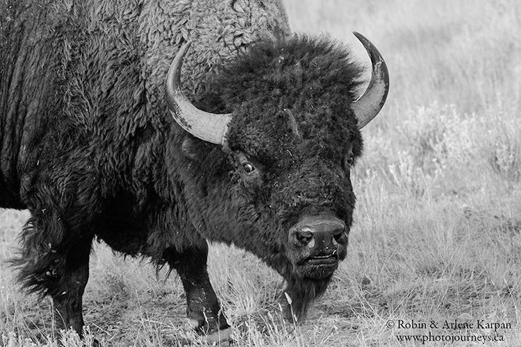 Bison, Grasslands National Park, Saskatchewan.