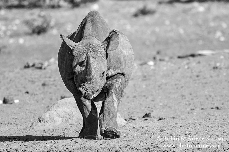 Black rhino, Etosha National Park, Namibia