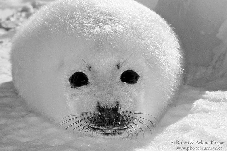 A baby harp seal on snow and ice is almost all black & white to begin with. Gulf of St. Lawrence near Magdalen Islands, Quebec